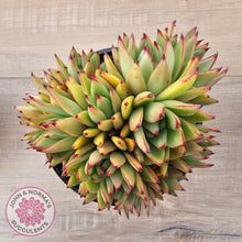 Load image into Gallery viewer, Echeveria agavoides 'Ike Soul' Crest - XL 125mm