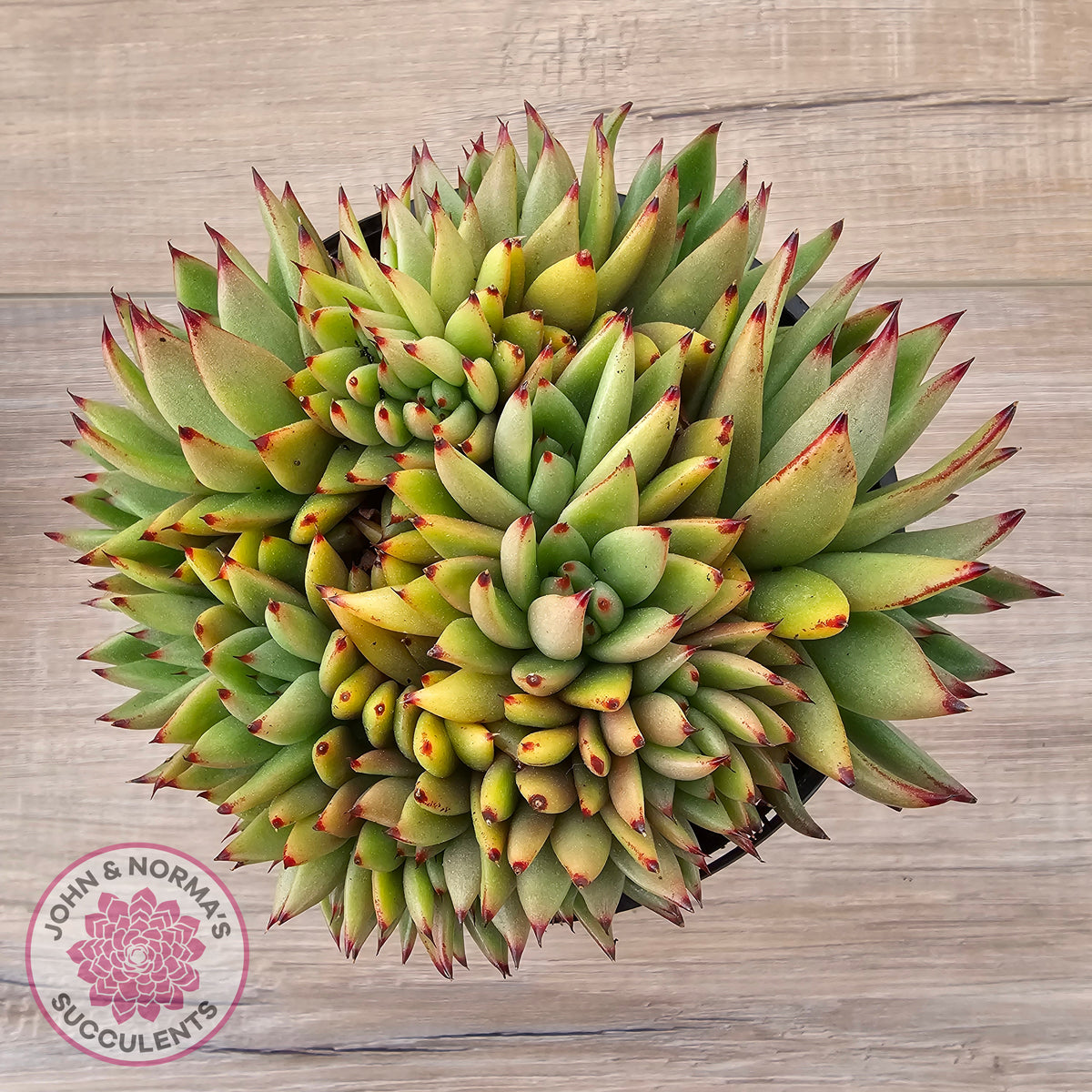 Echeveria agavoides 'Ike Soul' Crest - XL 125mm