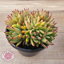 Load image into Gallery viewer, Echeveria agavoides 'Ike Soul' Crest - XL 125mm
