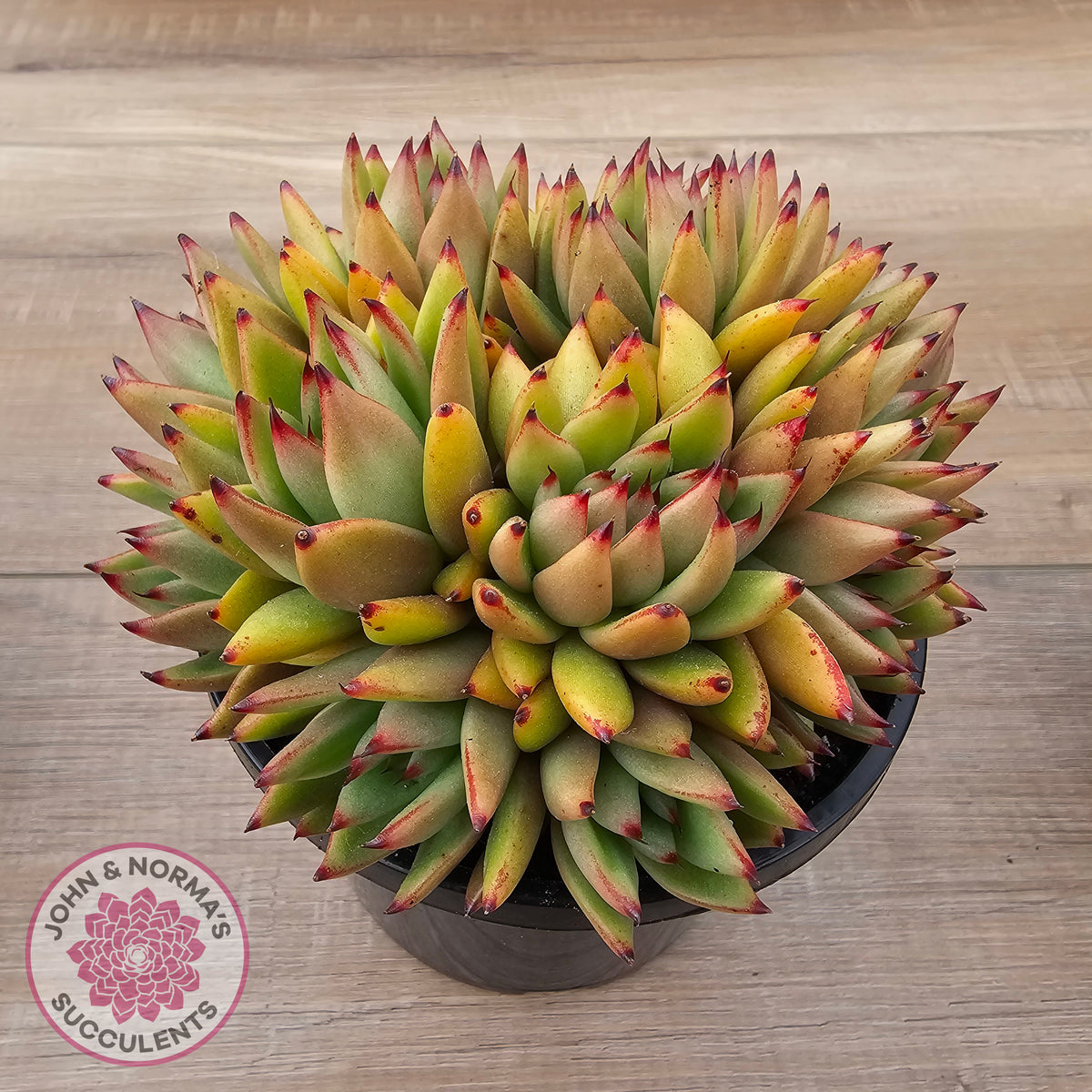 Echeveria agavoides 'Ike Soul' Crest - XL 125mm