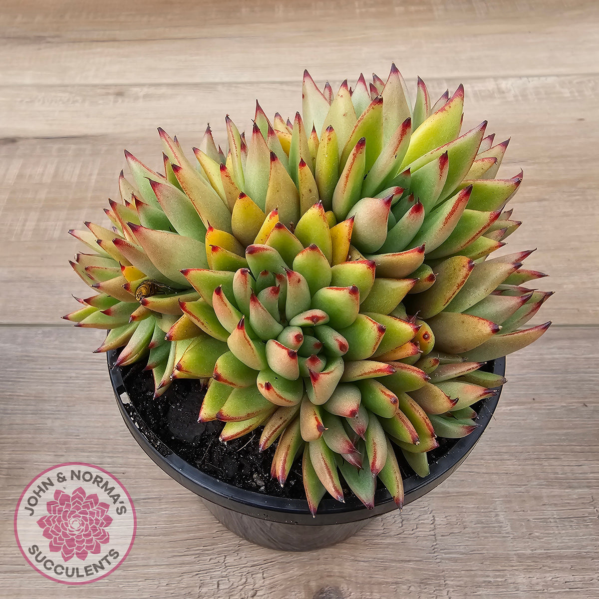 Echeveria agavoides 'Ike Soul' Crest - XL 125mm