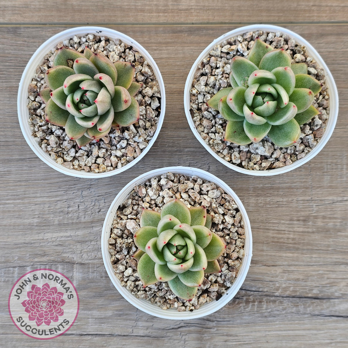 Echeveria agavoides 'Saint Louis' Variegated