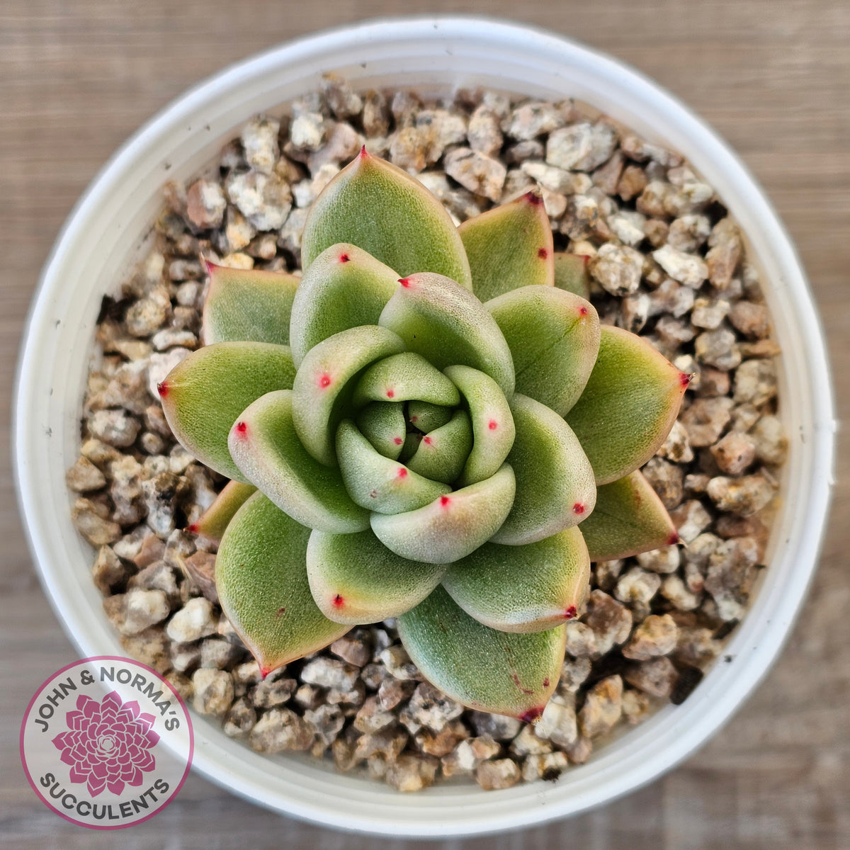 Echeveria agavoides 'Saint Louis' Variegated