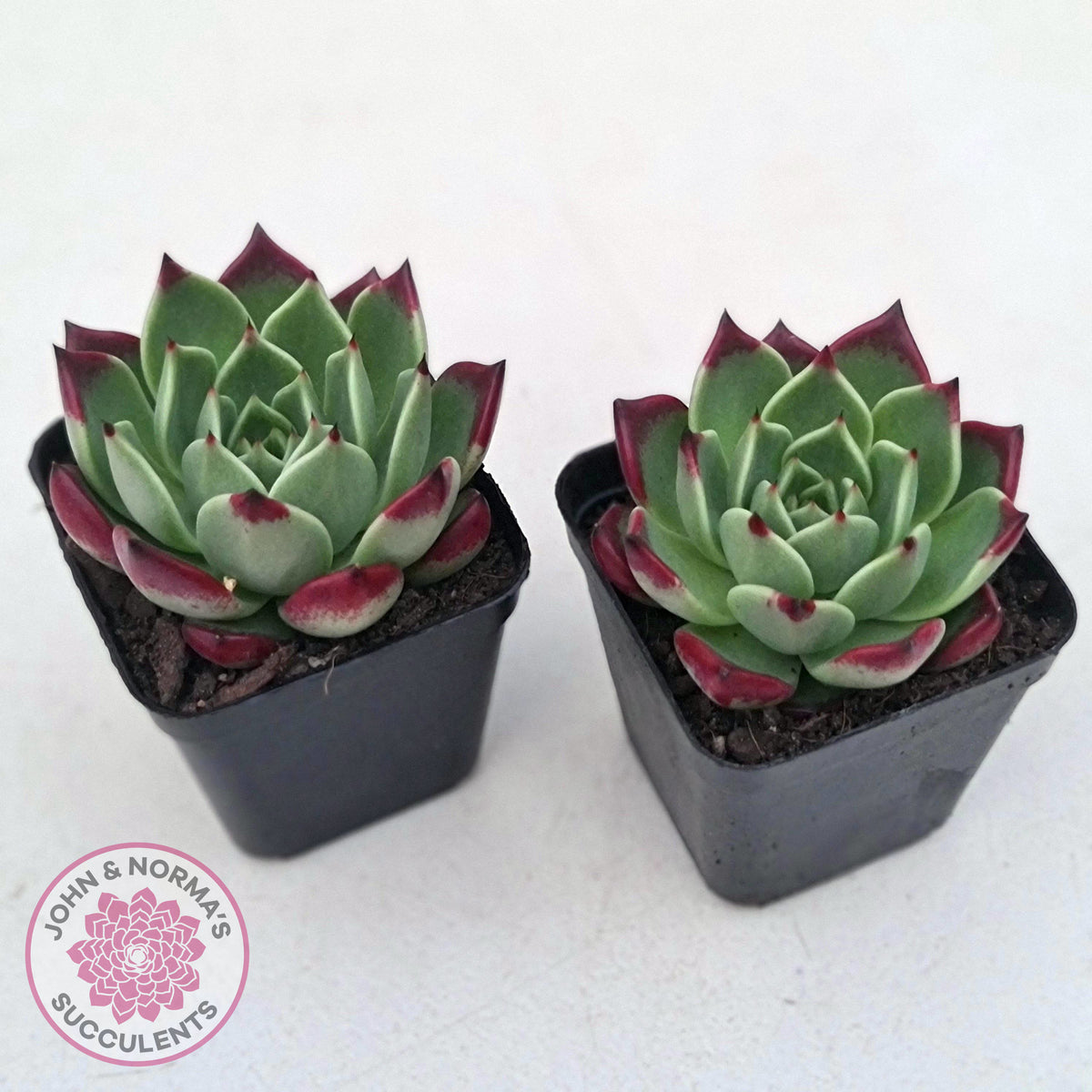 Echeveria agavoides 'Sara Bonnie'