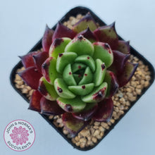 Load image into Gallery viewer, Echeveria agavoides 'Sara Bonnie'
