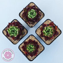 Load image into Gallery viewer, Echeveria agavoides 'Sara Bonnie'