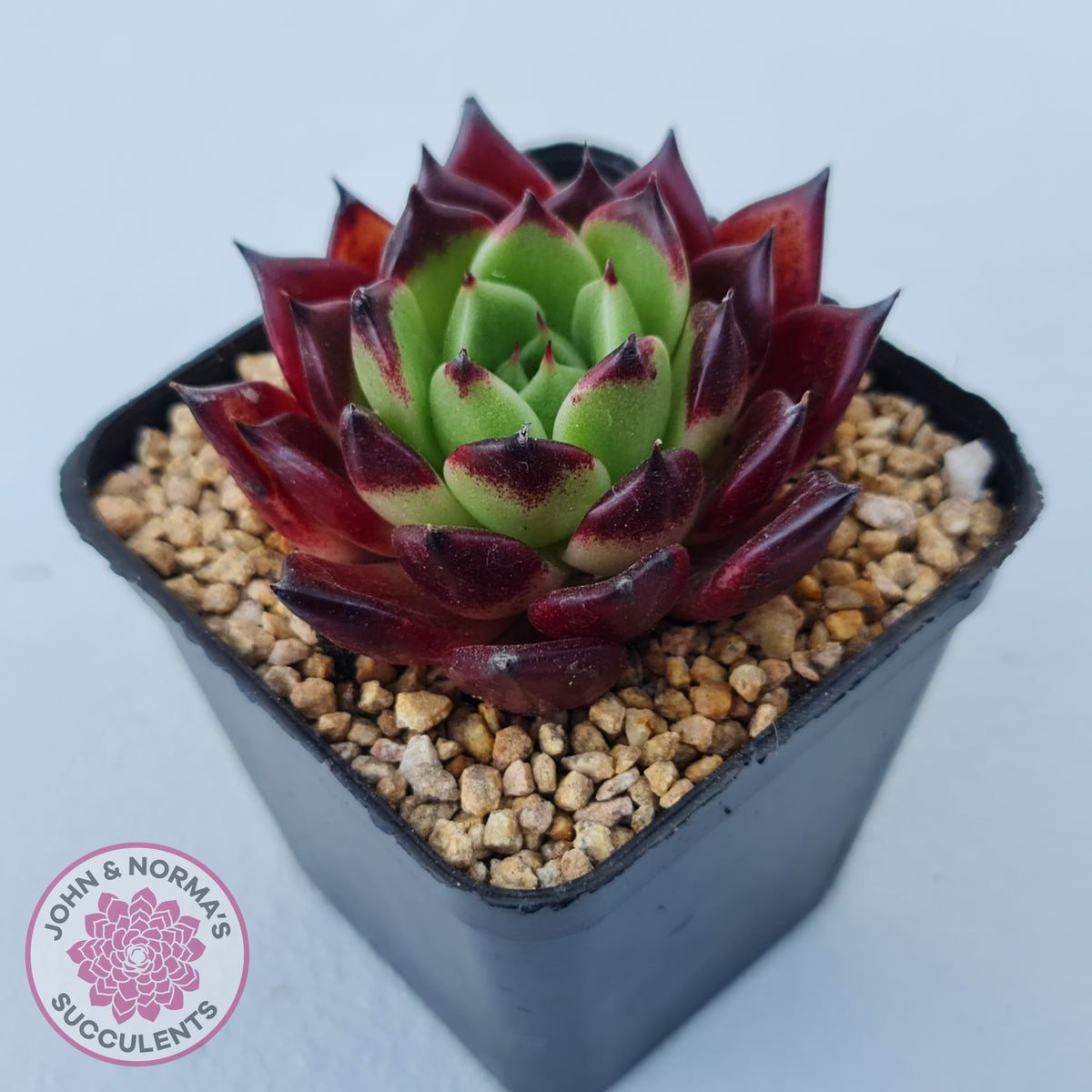Echeveria agavoides 'Sara Bonnie'