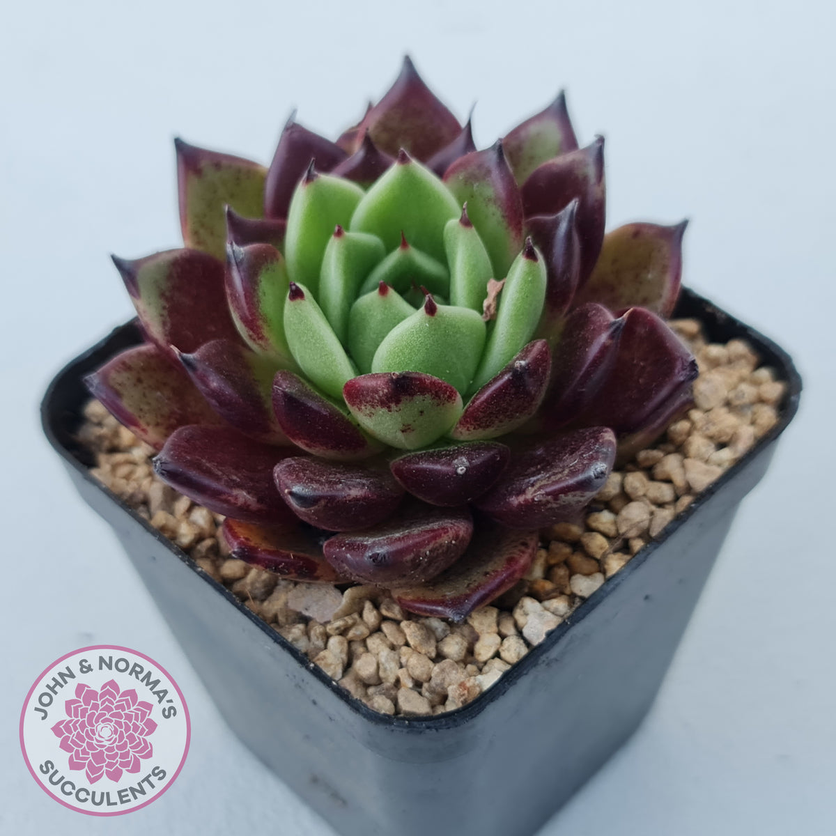 Echeveria agavoides 'Sara Bonnie'