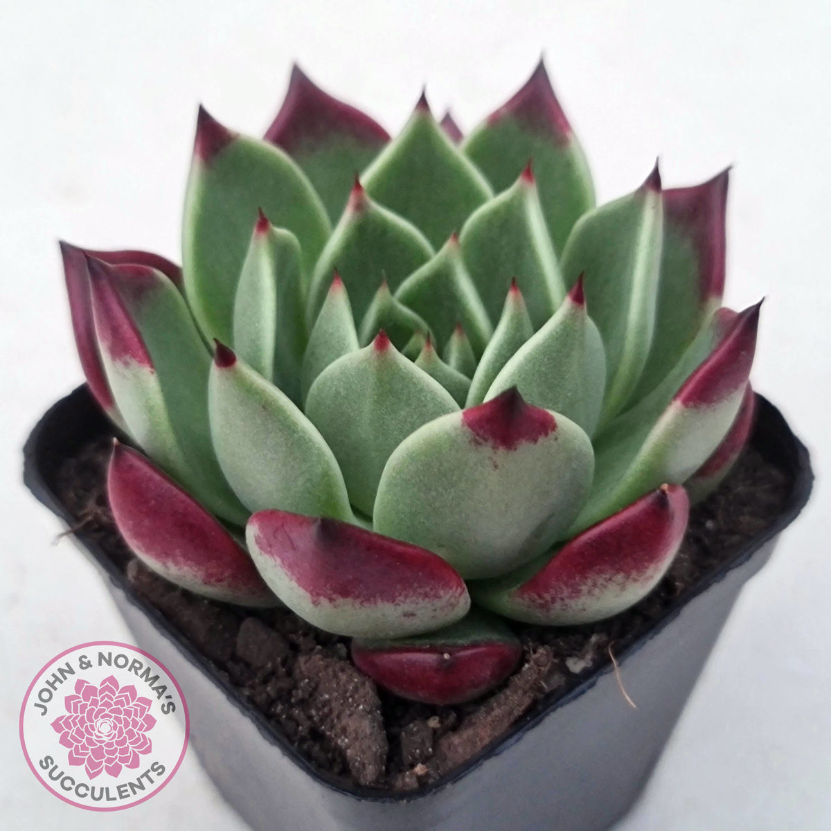 Echeveria agavoides 'Sara Bonnie'