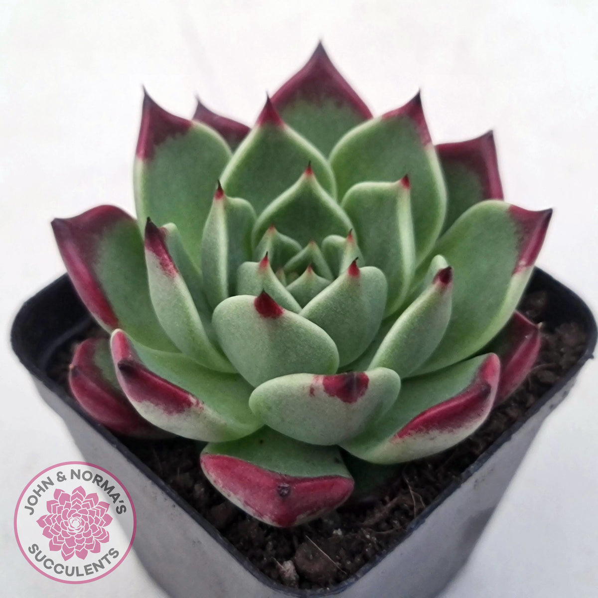 Echeveria agavoides 'Sara Bonnie'