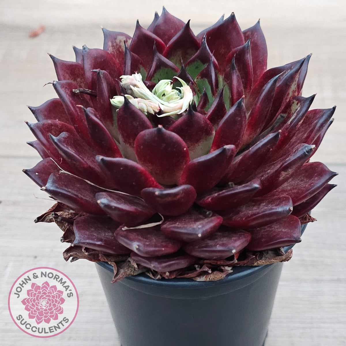 Echeveria agavoides 'Sara Bonnie' - 100mm Large