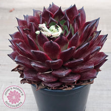 Load image into Gallery viewer, Echeveria agavoides 'Sara Bonnie' - 100mm Large