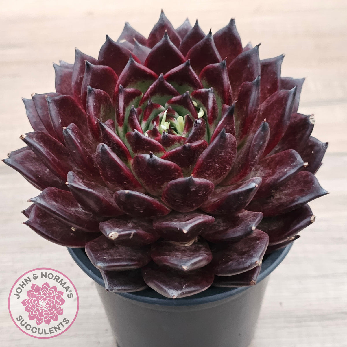 Echeveria agavoides 'Sara Bonnie' - 100mm Large