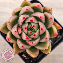 Load image into Gallery viewer, Echeveria agavoides sp.