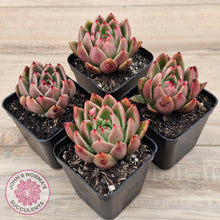 Load image into Gallery viewer, Echeveria agavoides sp.