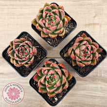 Load image into Gallery viewer, Echeveria agavoides sp.