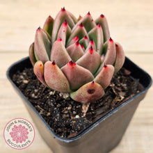 Load image into Gallery viewer, Echeveria agavoides sp.