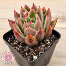 Load image into Gallery viewer, Echeveria agavoides sp.