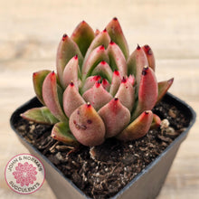 Load image into Gallery viewer, Echeveria agavoides sp.