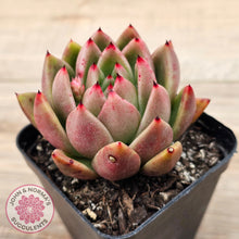 Load image into Gallery viewer, Echeveria agavoides sp.