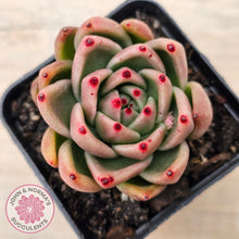 Load image into Gallery viewer, Echeveria agavoides sp.