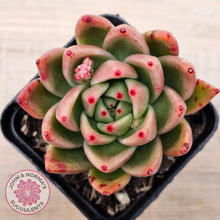 Load image into Gallery viewer, Echeveria agavoides sp.