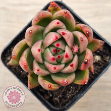 Load image into Gallery viewer, Echeveria agavoides sp.