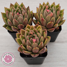 Load image into Gallery viewer, Echeveria agavoides sp.