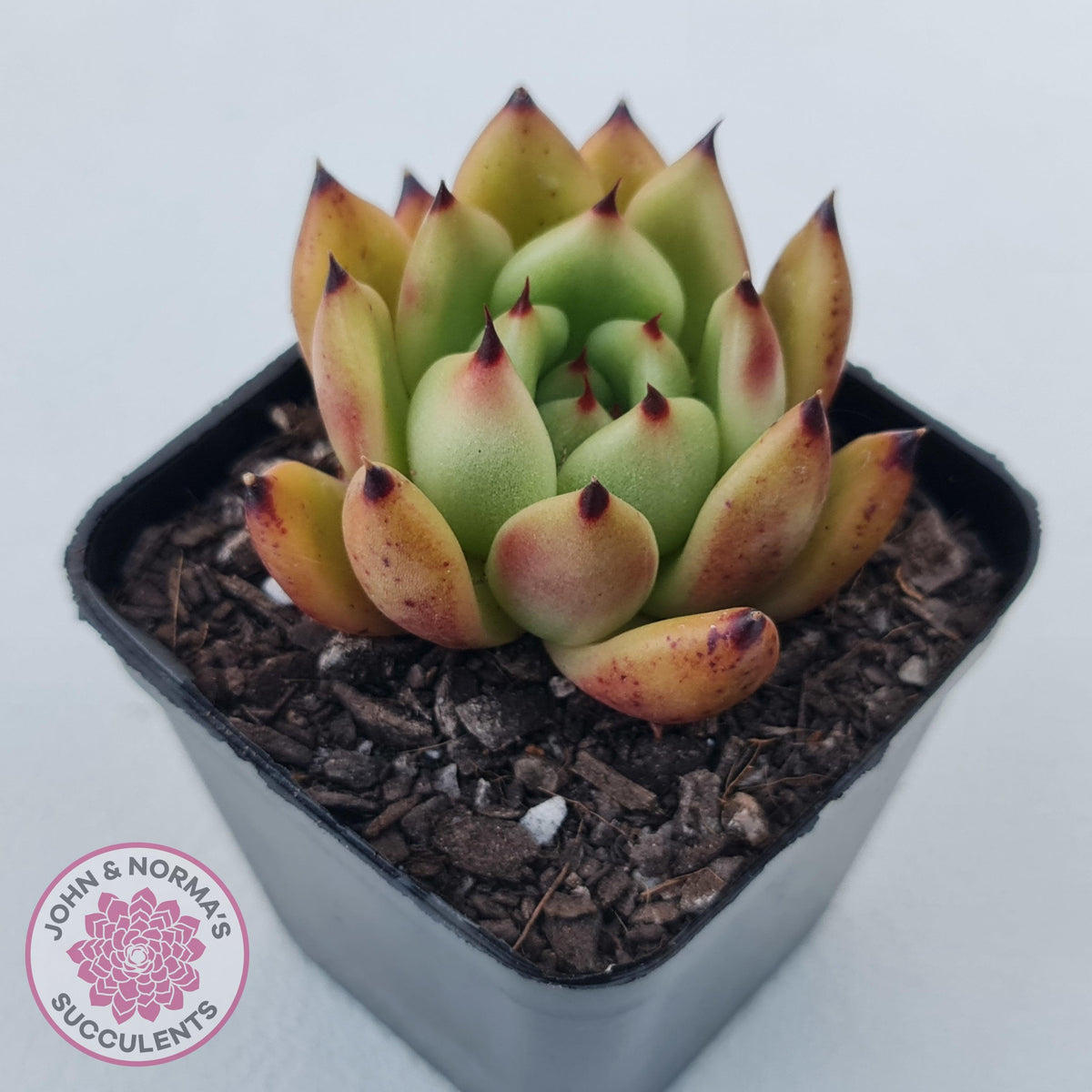 Echeveria agavoidies 'Morgain'
