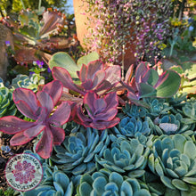 Load image into Gallery viewer, Echeveria 'Angel Wings' Variegated