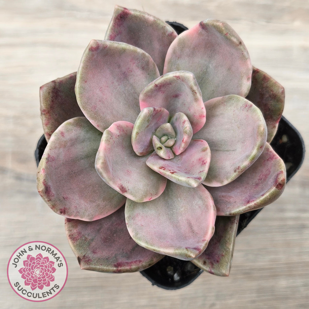 Echeveria bainesii variegated