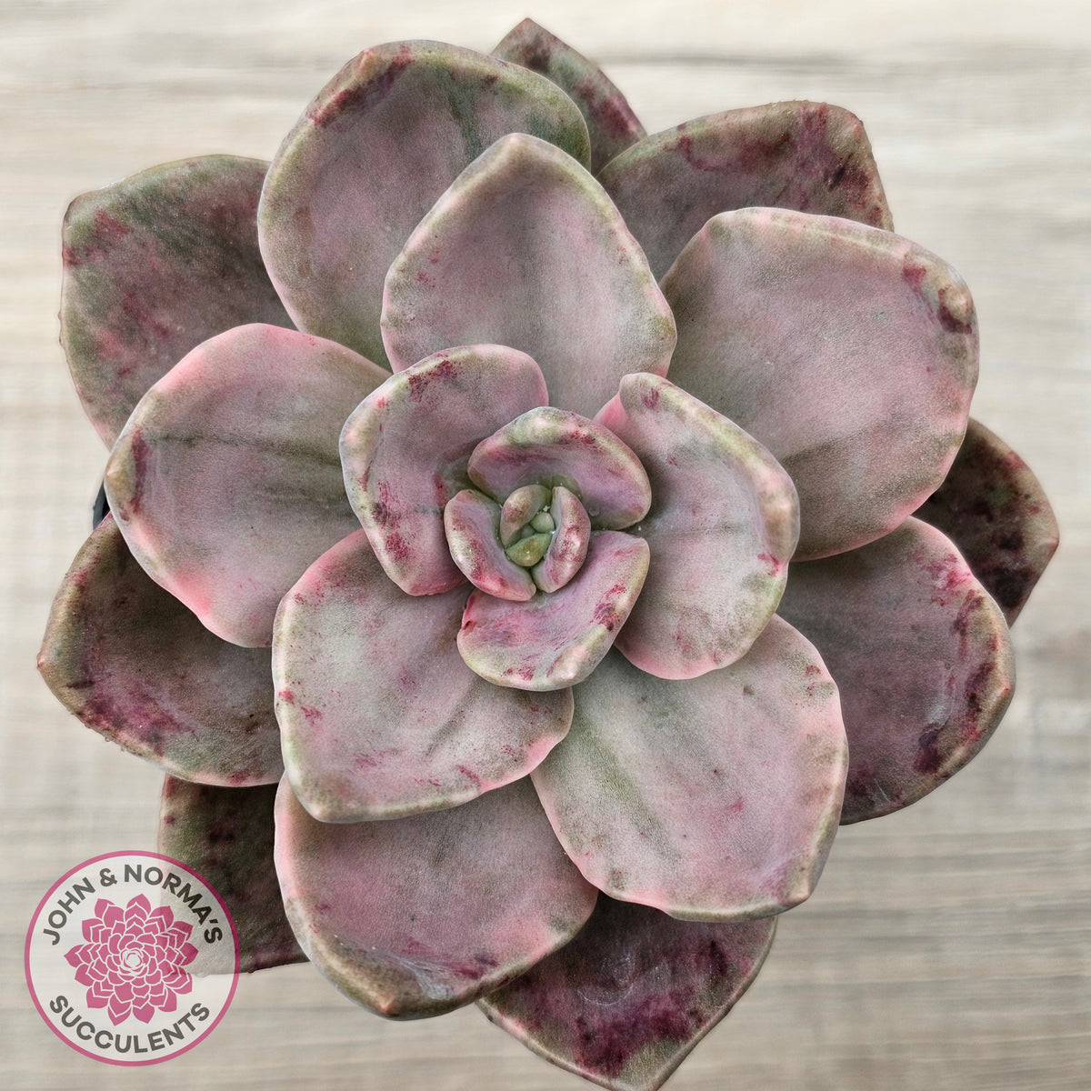 Echeveria bainesii variegated