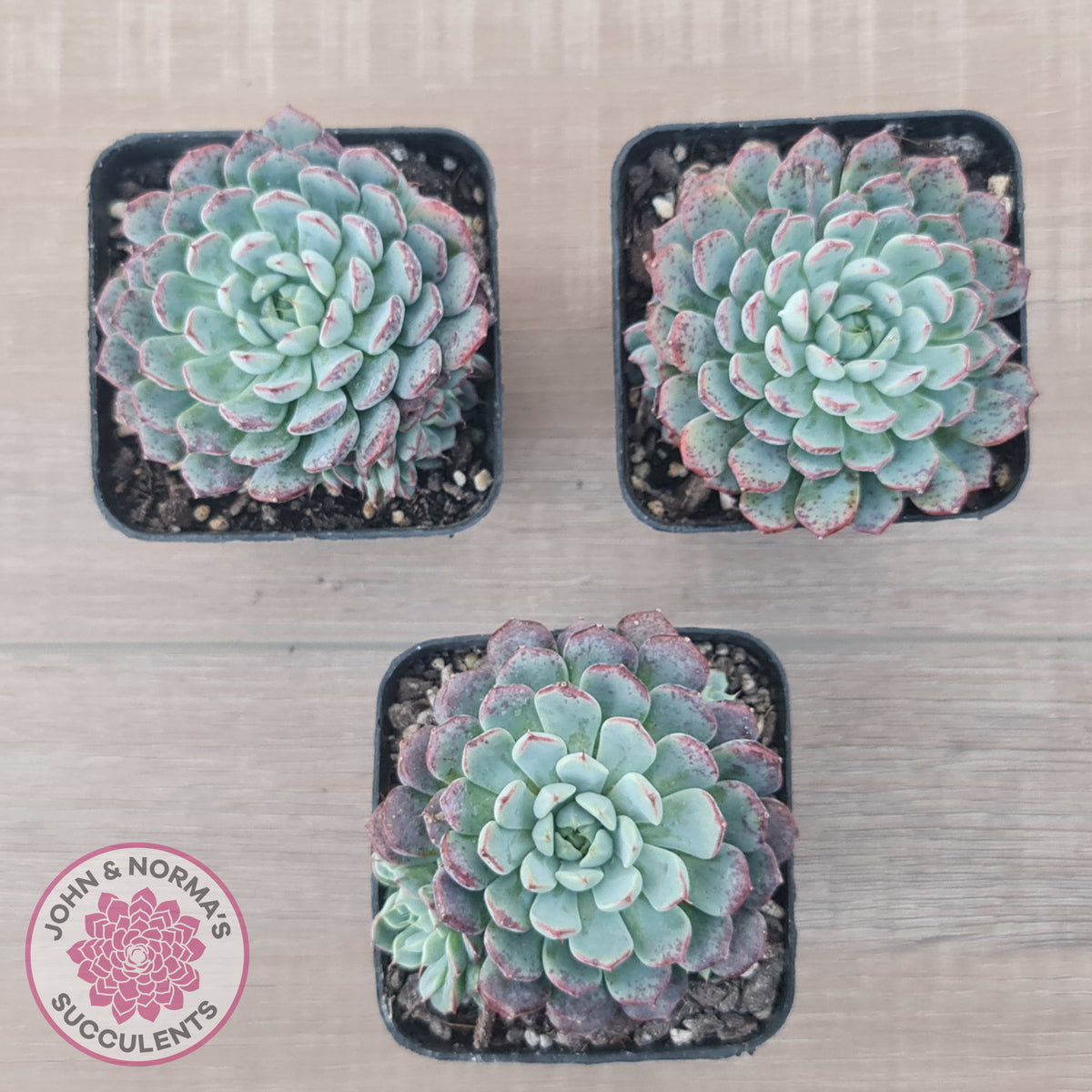 Echeveria blue minima