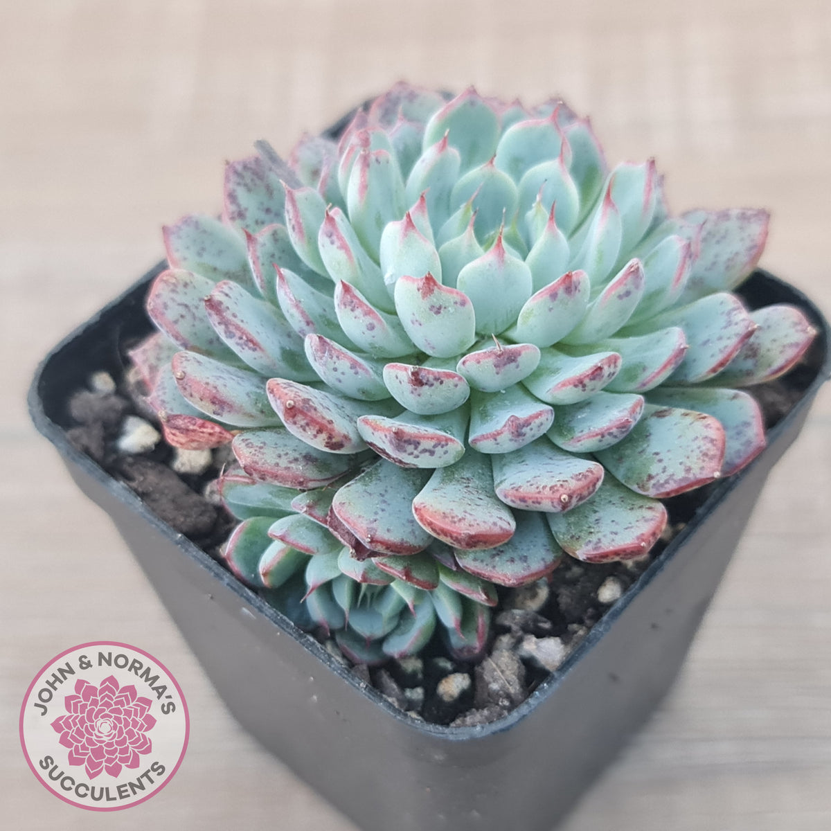 Echeveria blue minima