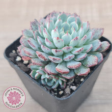 Load image into Gallery viewer, Echeveria blue minima