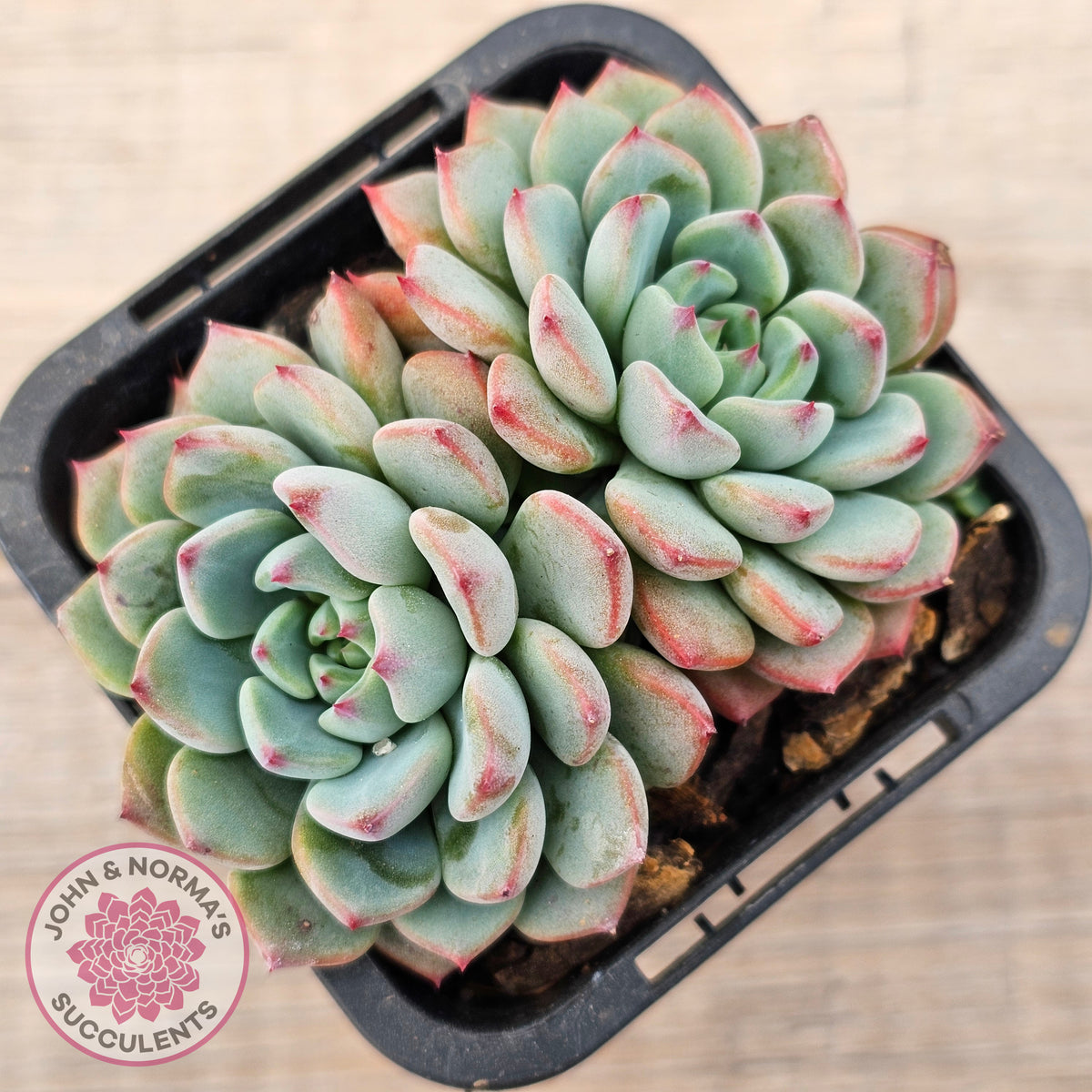 Echeveria blue minima