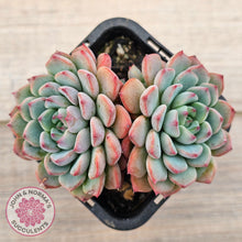 Load image into Gallery viewer, Echeveria blue minima