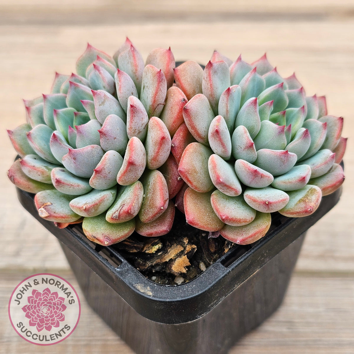Echeveria blue minima