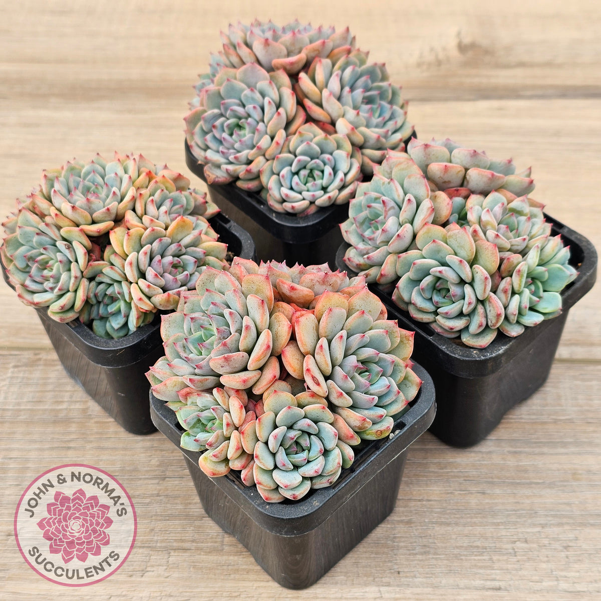 Echeveria blue minima