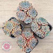 Load image into Gallery viewer, Echeveria blue minima