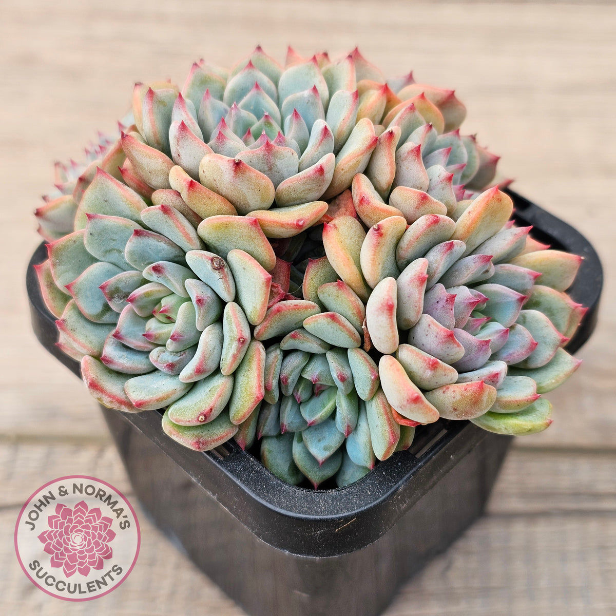 Echeveria blue minima