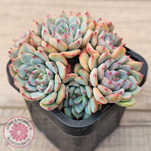 Load image into Gallery viewer, Echeveria blue minima