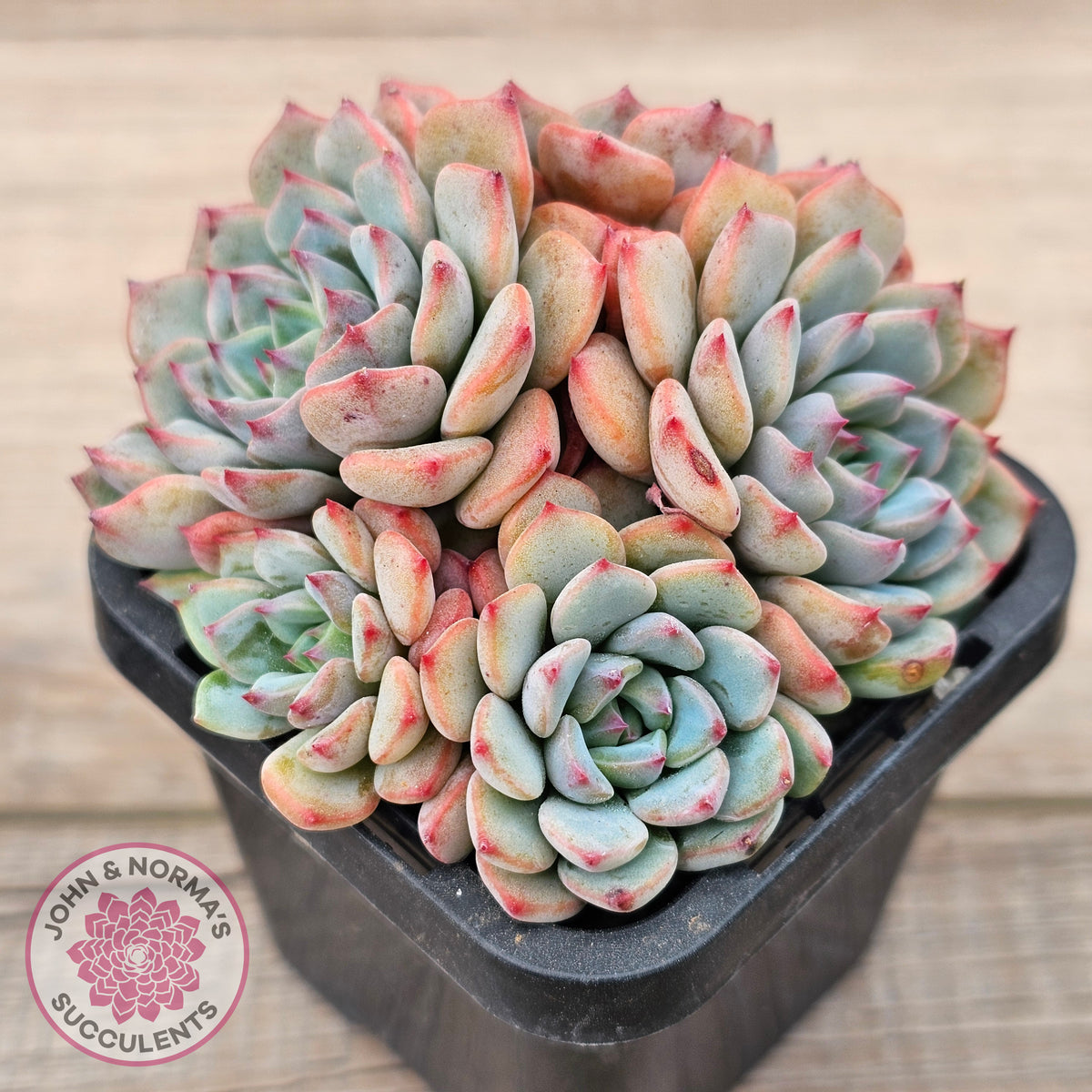 Echeveria blue minima