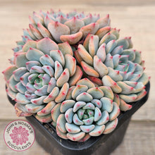 Load image into Gallery viewer, Echeveria blue minima