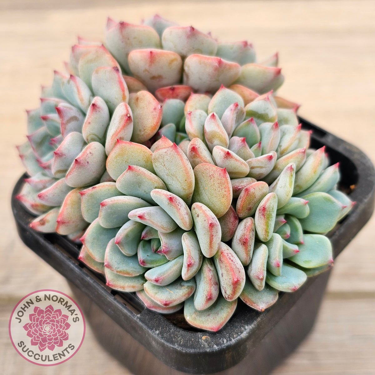 Echeveria blue minima
