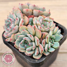 Load image into Gallery viewer, Echeveria blue minima