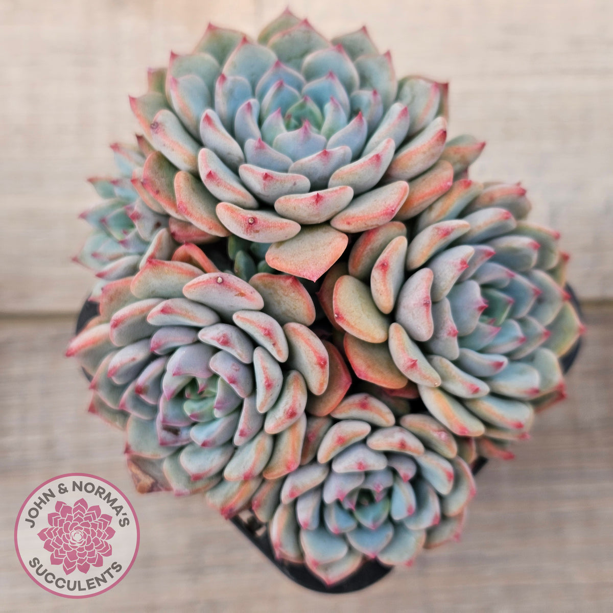 Echeveria blue minima