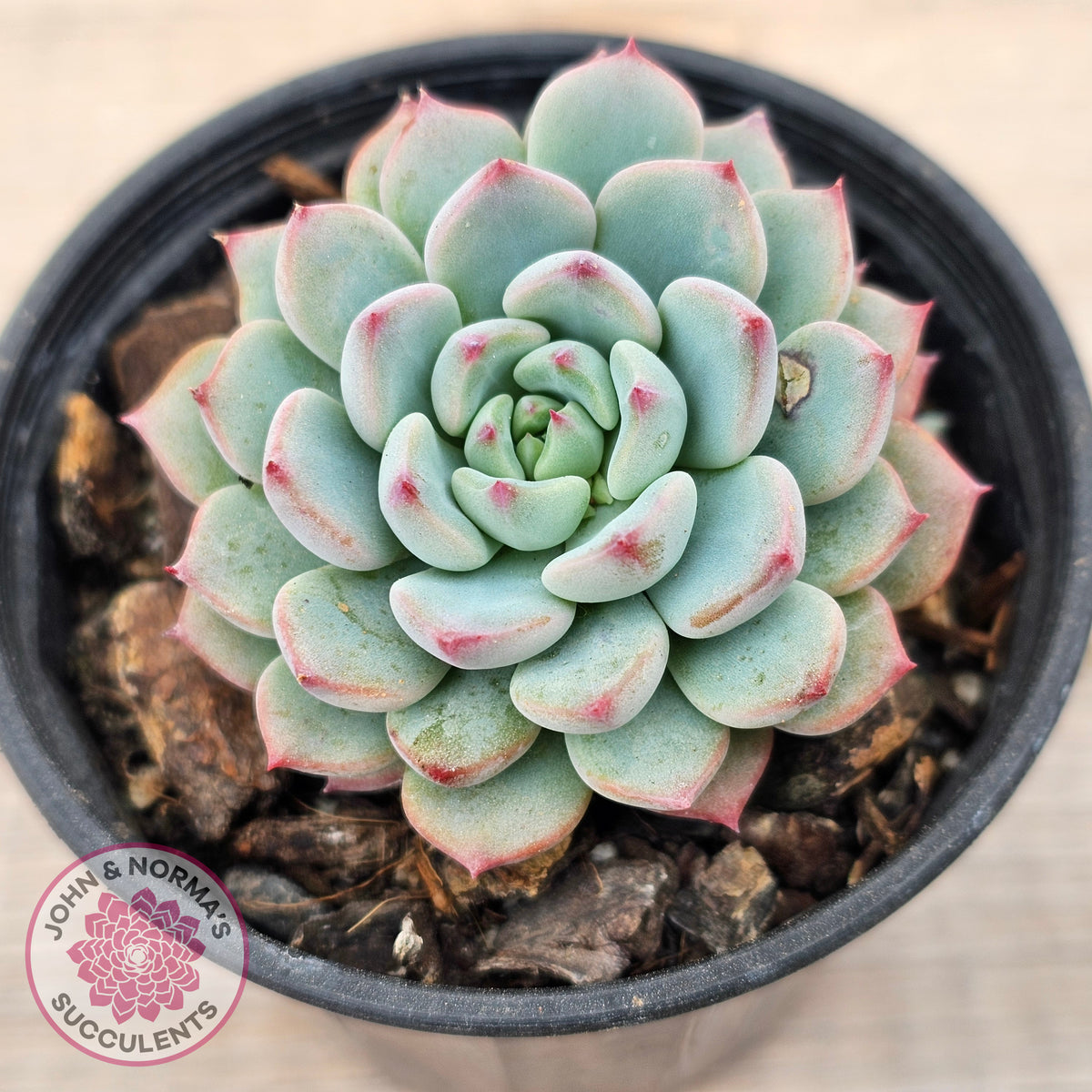 Echeveria blue minima