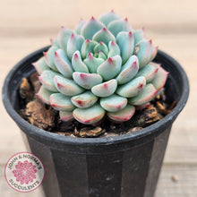 Load image into Gallery viewer, Echeveria blue minima