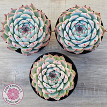 Load image into Gallery viewer, Echeveria chihuahuaensis